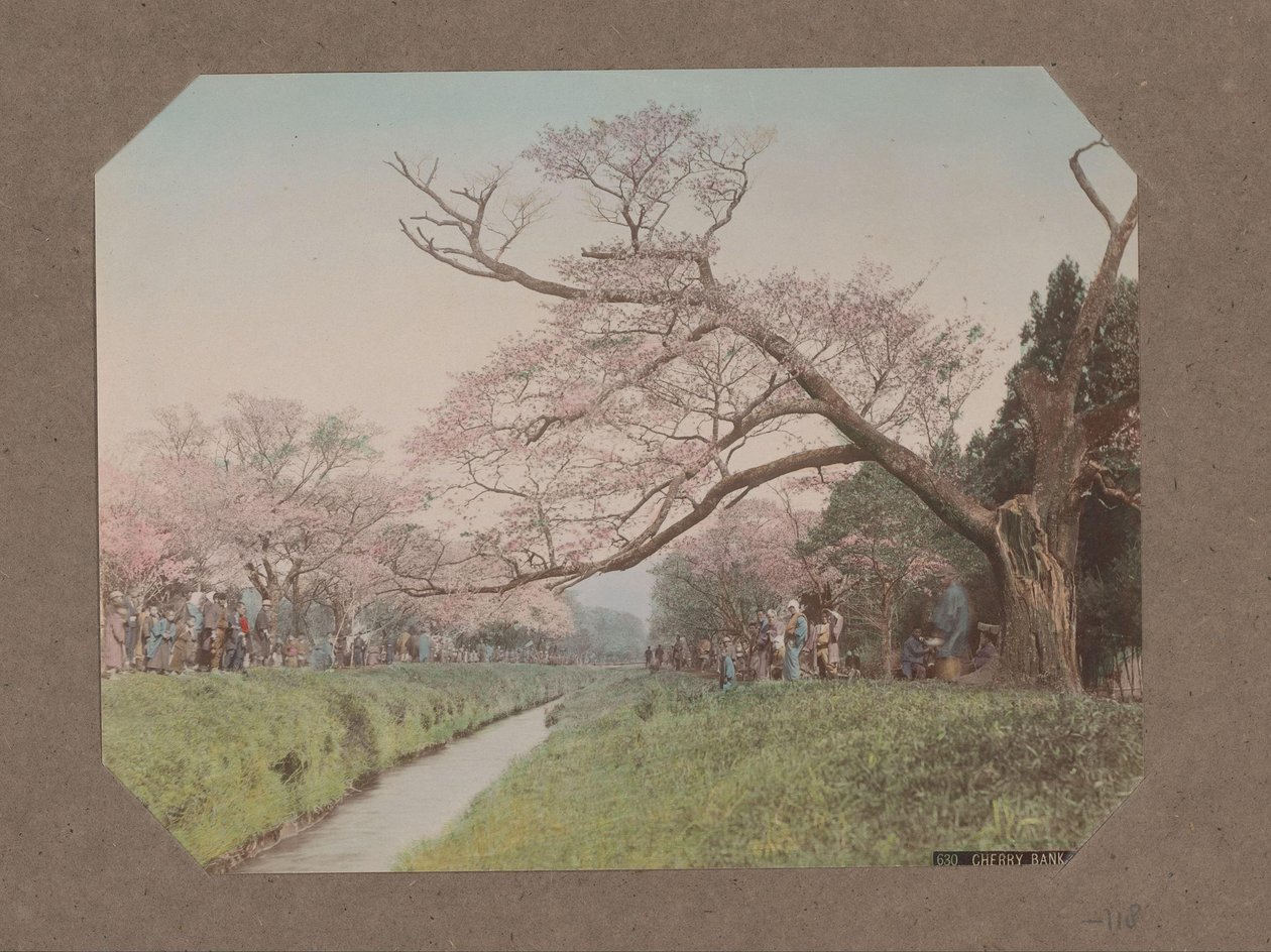 Menschen und Kirschblüten an beiden Seiten eines Baches in Koganei, Tokio, Japan von Kusakabe Kimbei