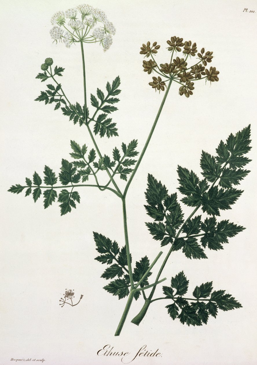 Aethusa Cynapium aus 