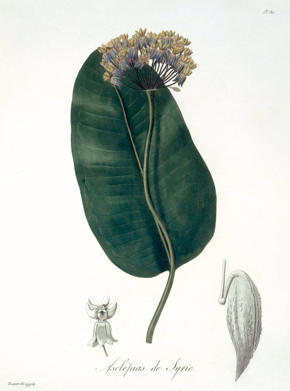 Asclepias Syriaca aus 