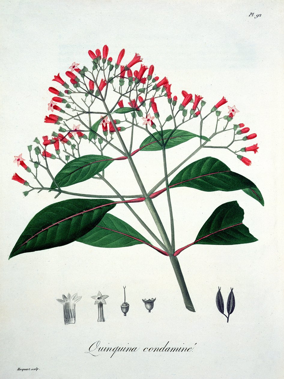 Chinarinde aus 