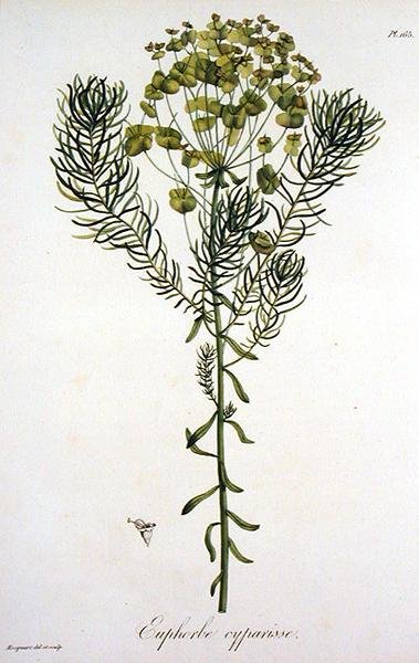 Euphorbia Cyparissias aus 
