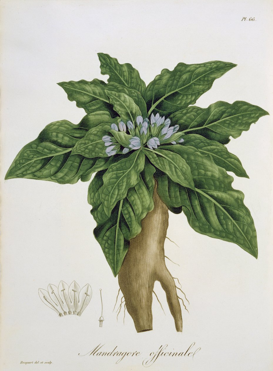 Mandragora Officinarum aus 