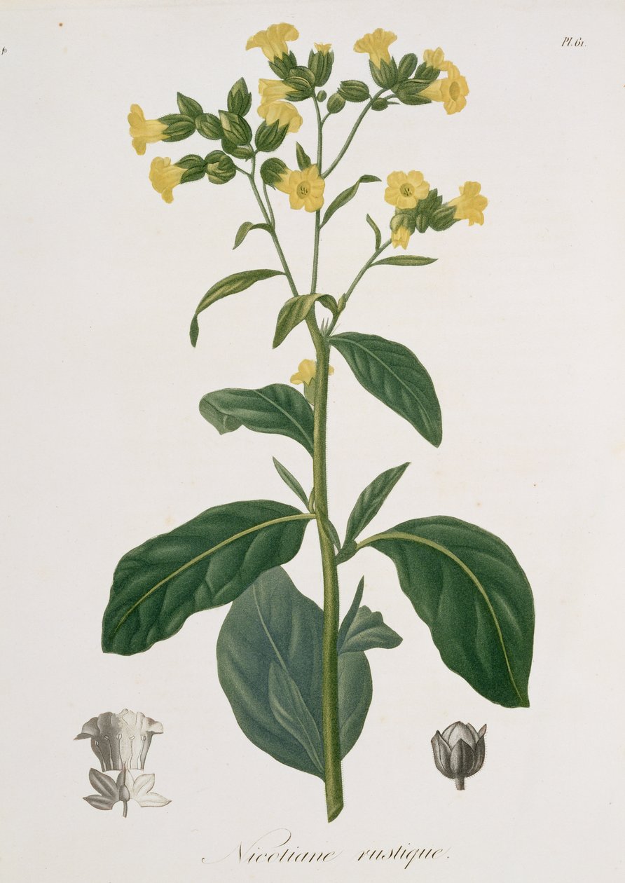 Nicotiana aus 