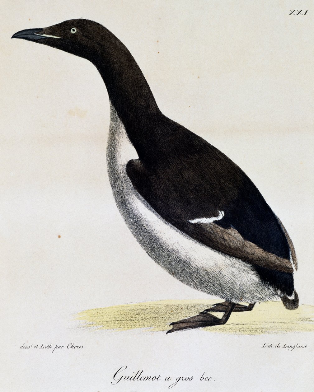 Dickschnabellumme, aus Voyage pittoresque autour du monde von Langlume Langlume