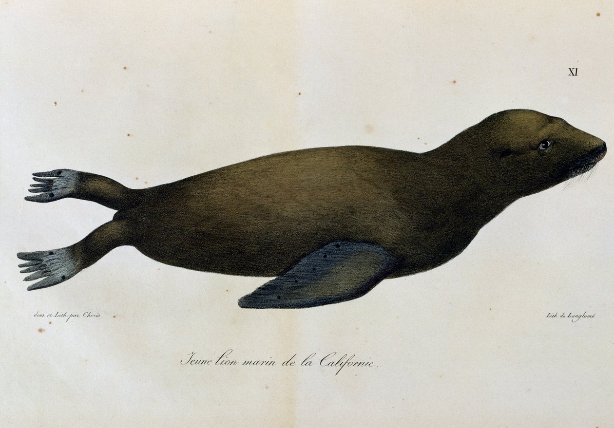 Junger Seelöwe, Kalifornien, aus Voyage pittoresque autour du monde von Langlume Langlume