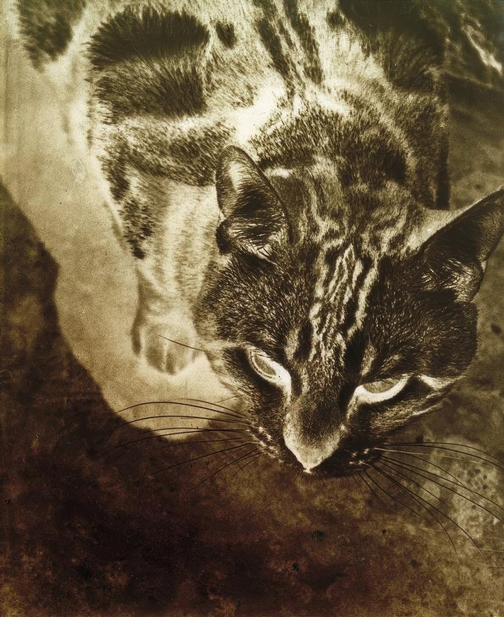 Katze von Laszlo Moholy-Nagy