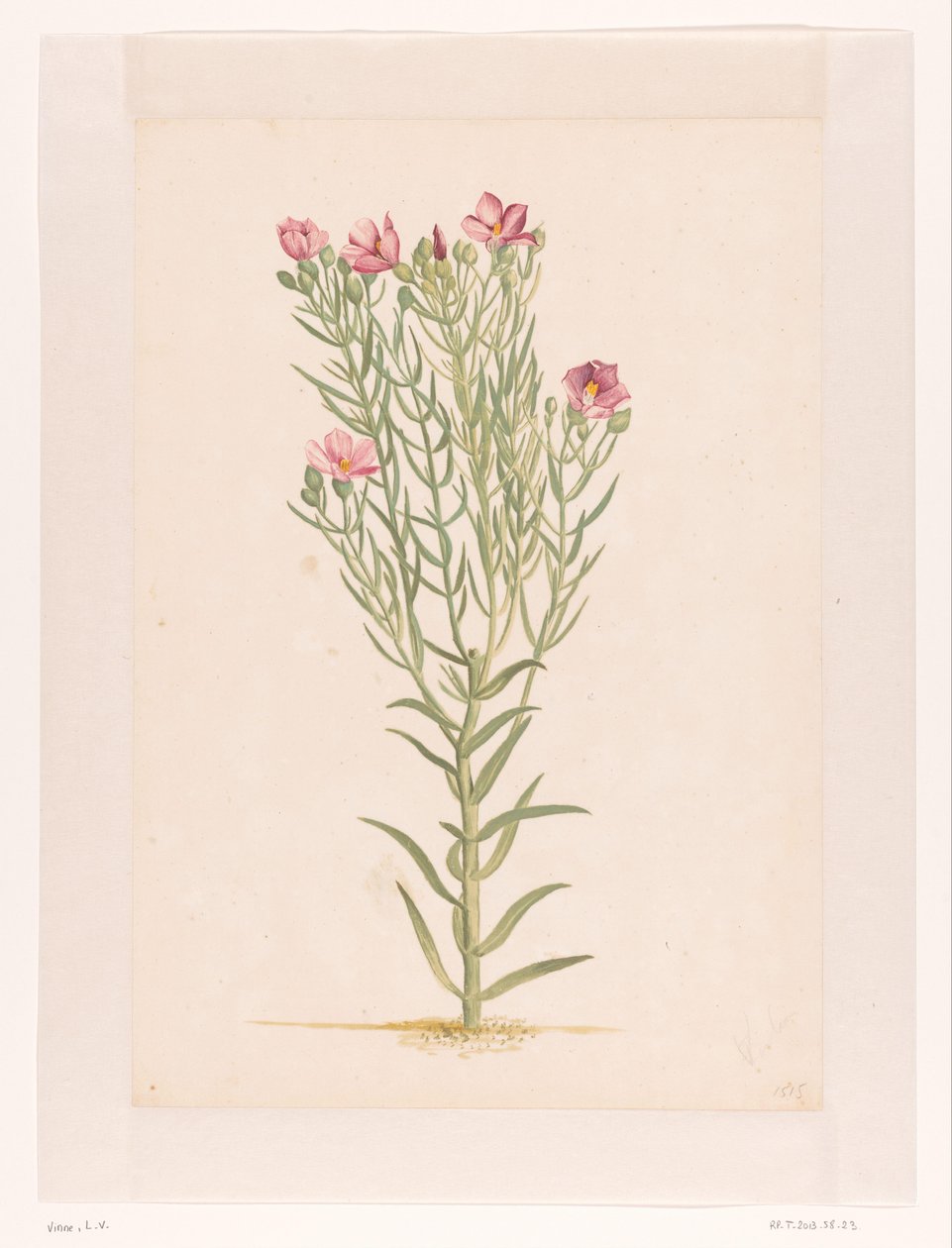 Pflanze mit rosa Blüten von Laurens Vincentsz. van der Vinne
