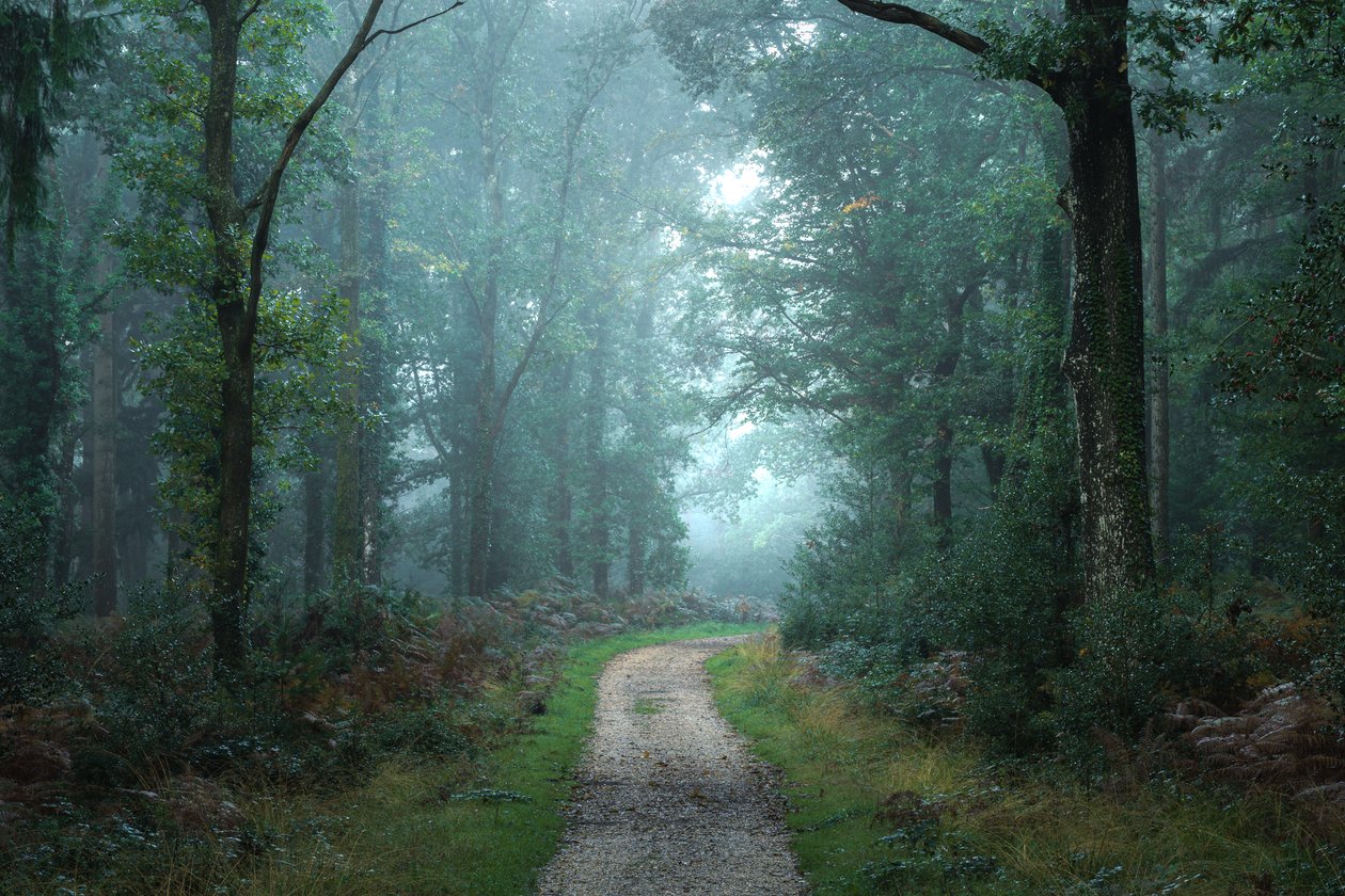 Zwischen den Zweigen von Lee Cooper