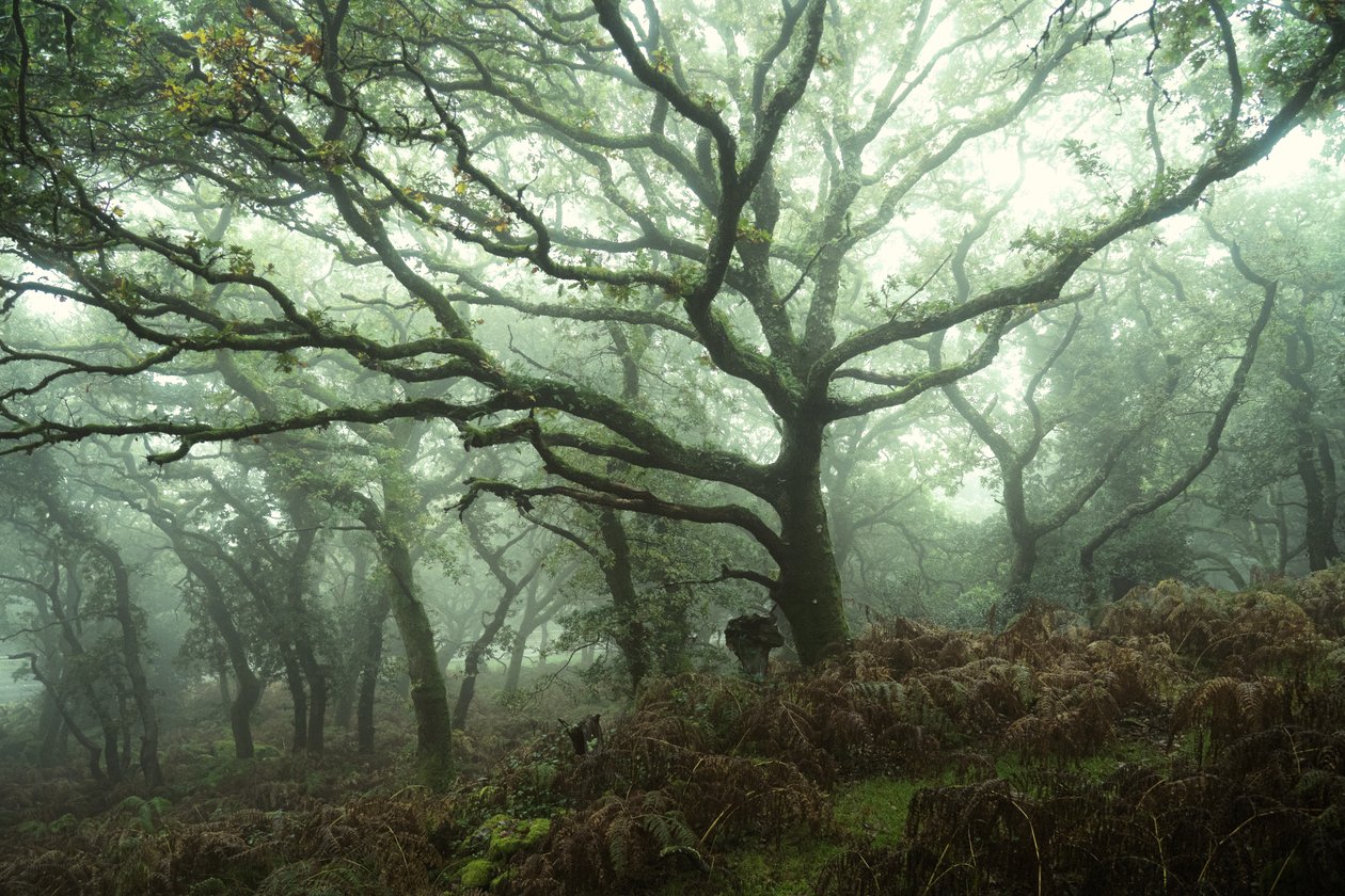 Baldachin von Lee Cooper