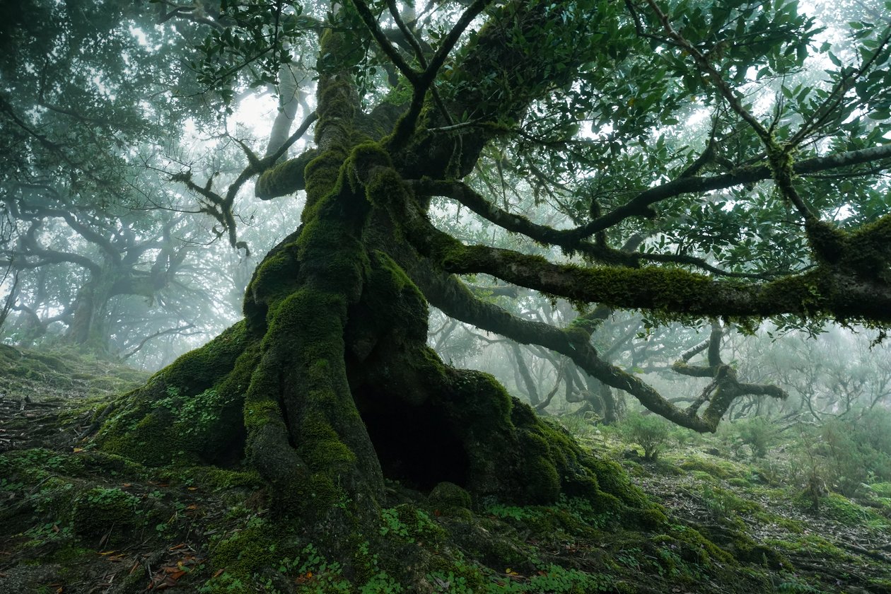 Vergessenes Land von Lee Cooper