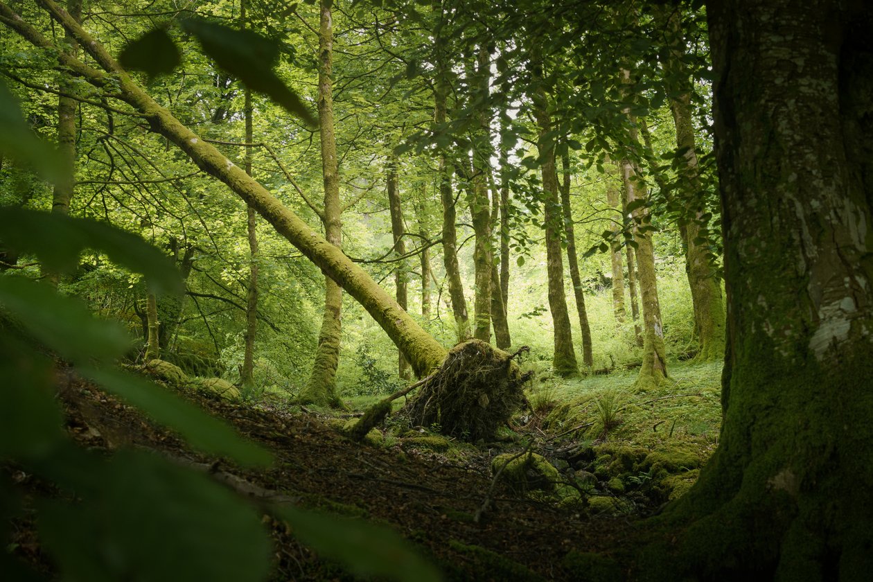 Wächterbaum von Lee Cooper