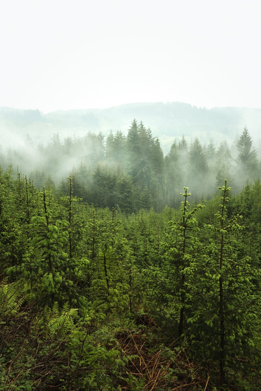 Frühlingstiefen von Lee Cooper