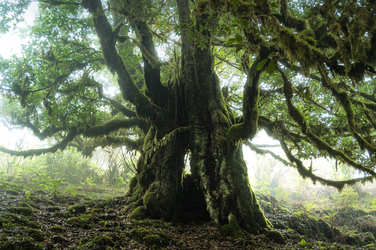 Der Wald bleibt III von Lee Cooper