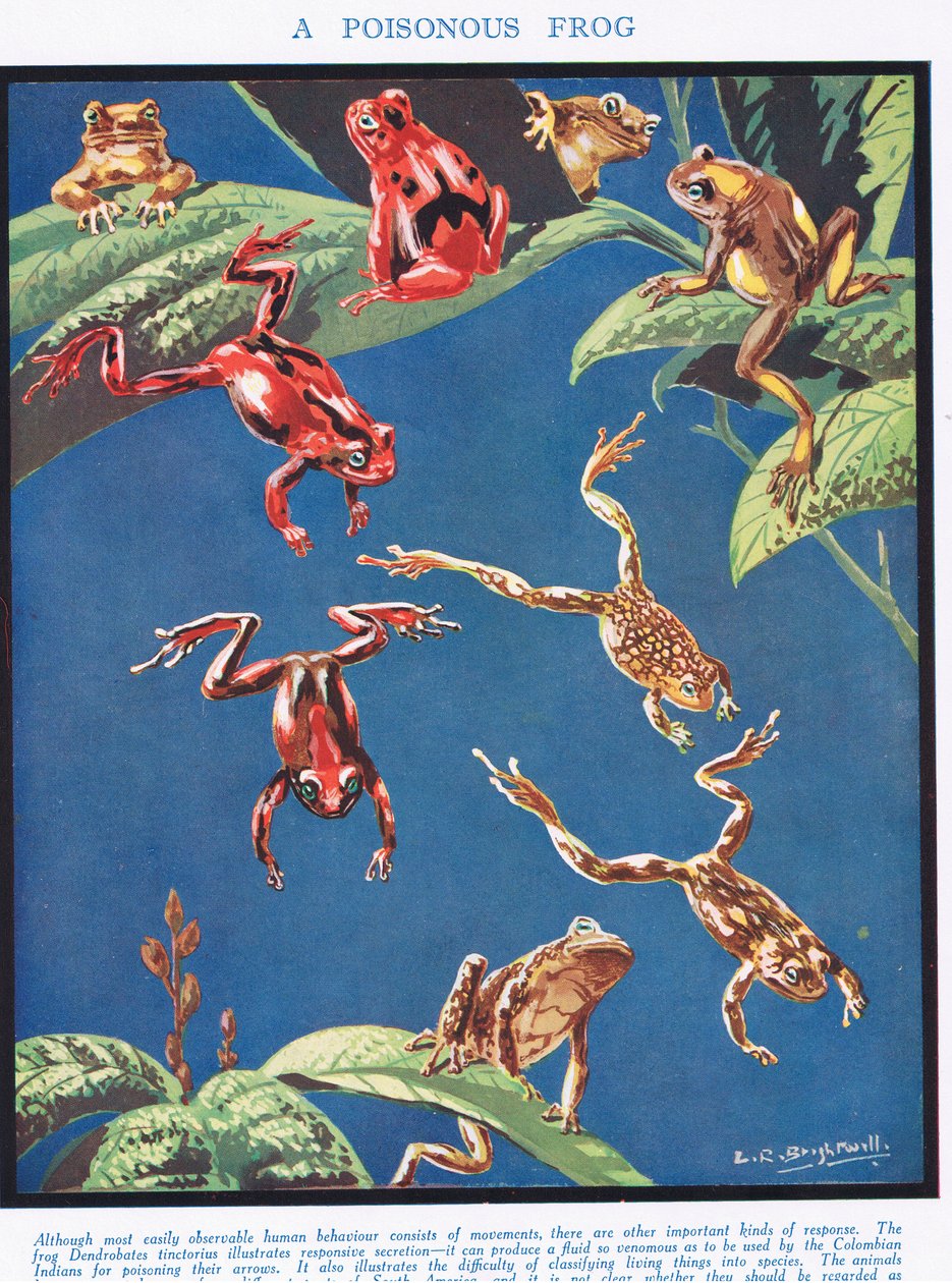 Ein giftiger Frosch, Illustration aus 