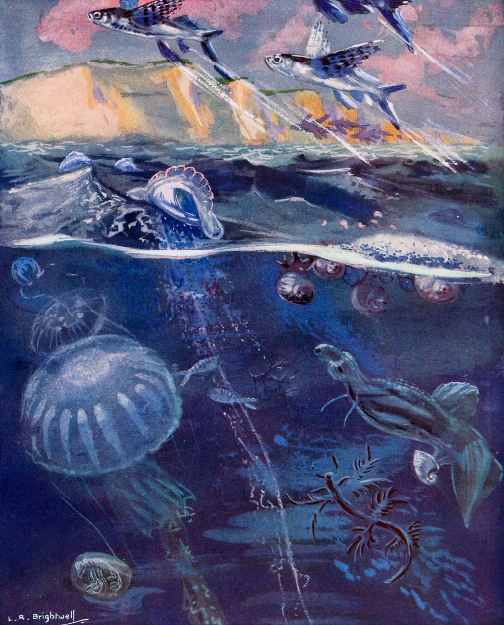 Leben im offenen Meer von Leonard Robert Brightwell