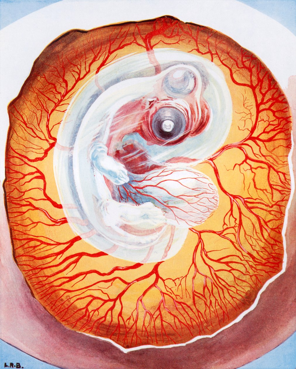 Der Vogel entwickelt sich im Ei von Leonard Robert Brightwell