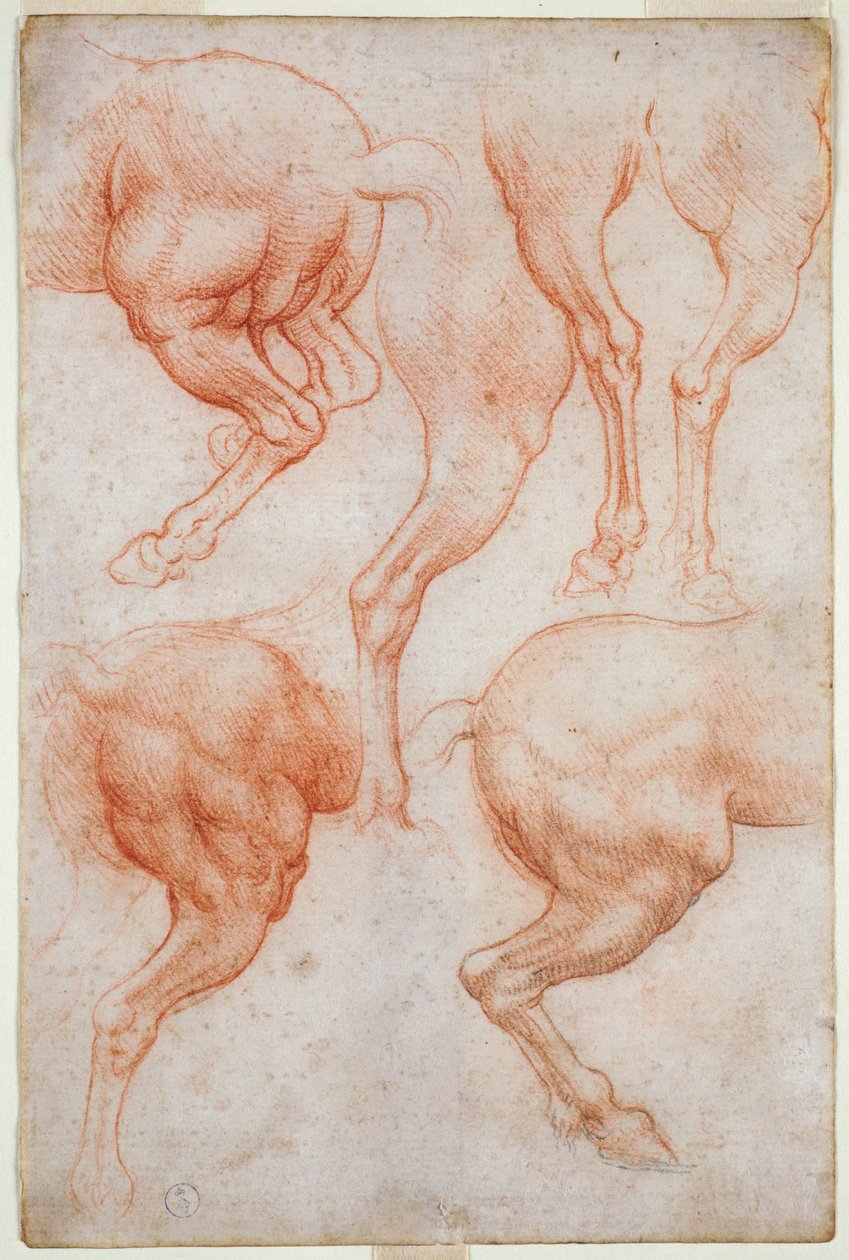 Studien der Hinterbeine des Pferdes, ca. 1508 von Leonardo da Vinci