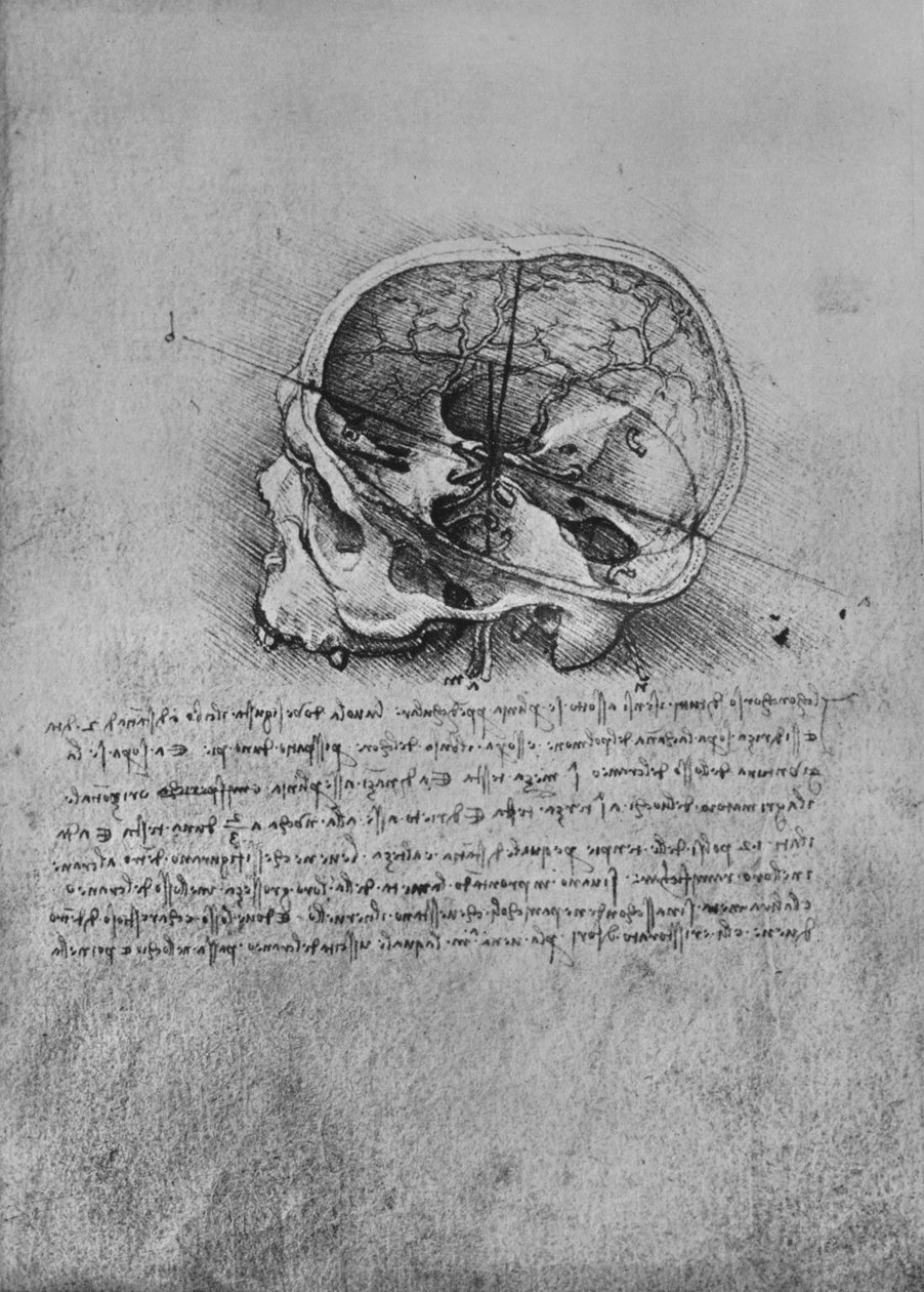 Anatomische Zeichnung eines Schädels nach links, ca. 1480, 1945 von Leonardo da Vinci