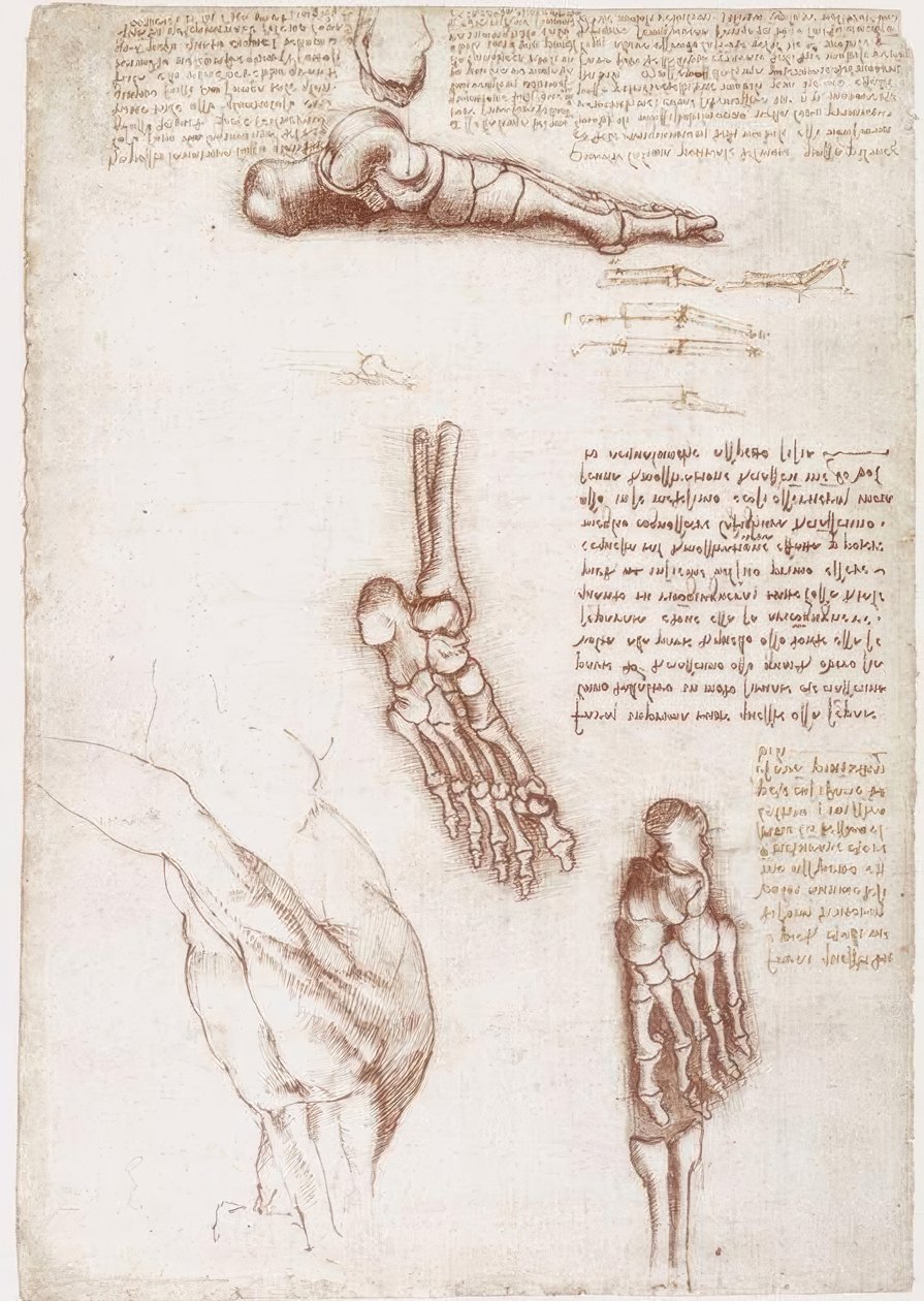 Anatomiestudien: Oberflächenanatomie der Schulter / Knochen des Fußes von Leonardo da Vinci