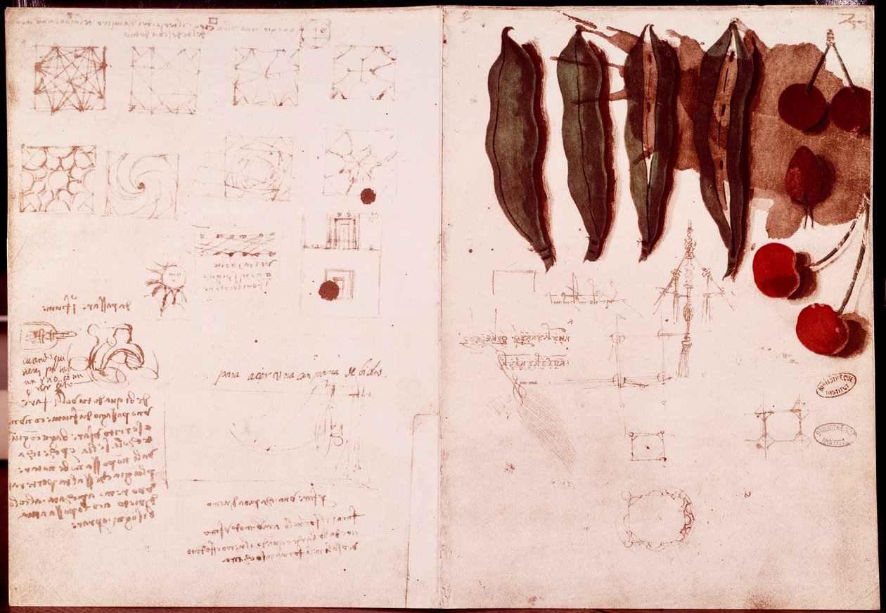Notizen und Skizzen zur Botanik und Geometrie von Leonardo da Vinci