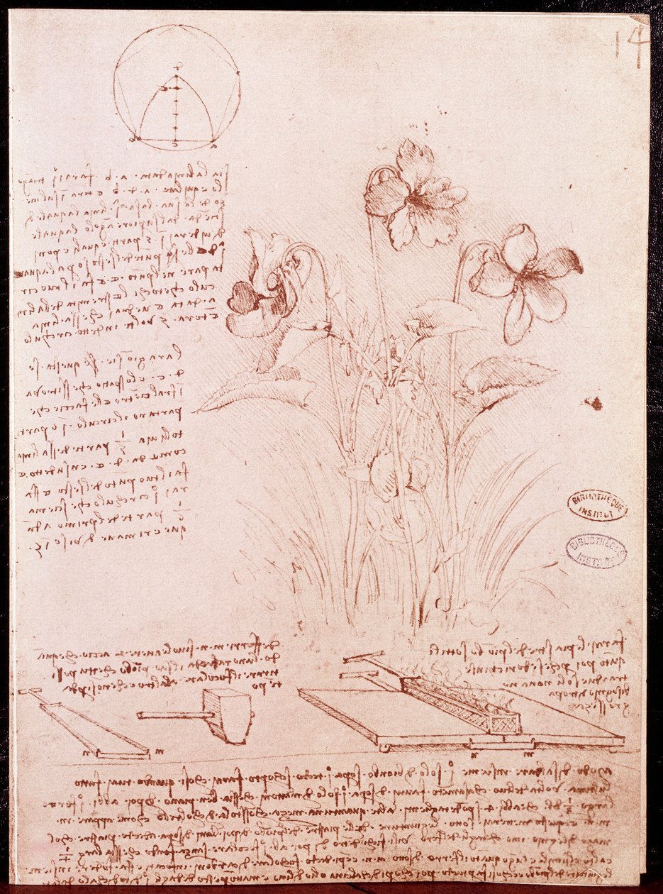 Notizen und Skizzen zur Botanik und Geometrie: Narzisse. Zeichnung auf Doppelseite eines Manuskripts von Leonardo da Vinci von Leonardo da Vinci