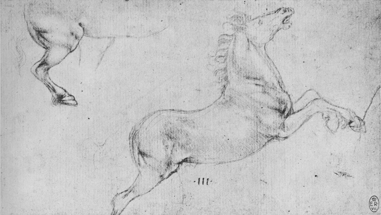 Studien eines sich aufbäumenden Pferdes und eines Pferdehinterteils von Leonardo da Vinci