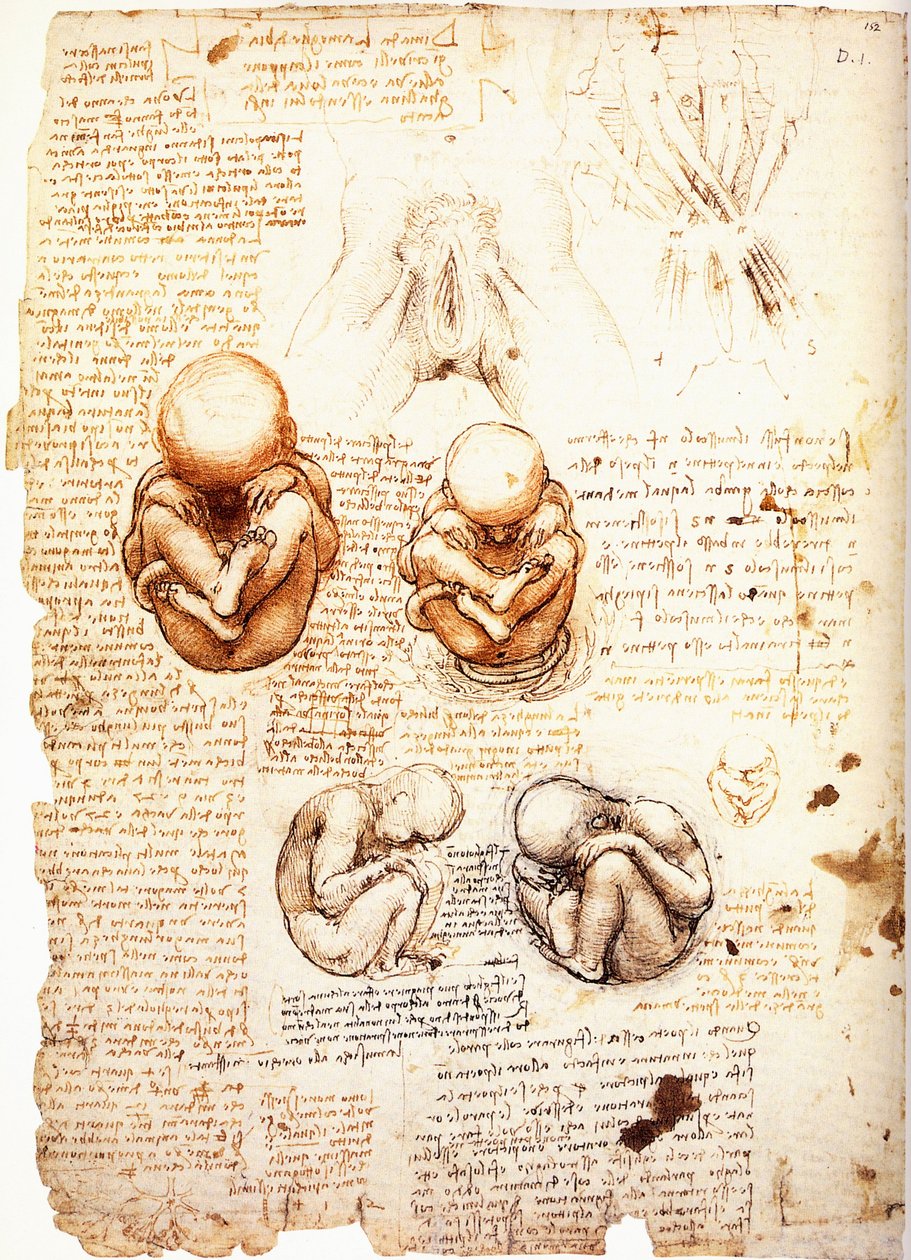 Studien über den Fötus und die Struktur der Genitalien und Beckenmuskeln von Frauen von Leonardo da Vinci
