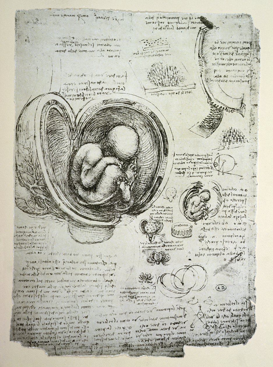 Der menschliche Fötus im Mutterleib, Faksimilekopie von Leonardo da Vinci