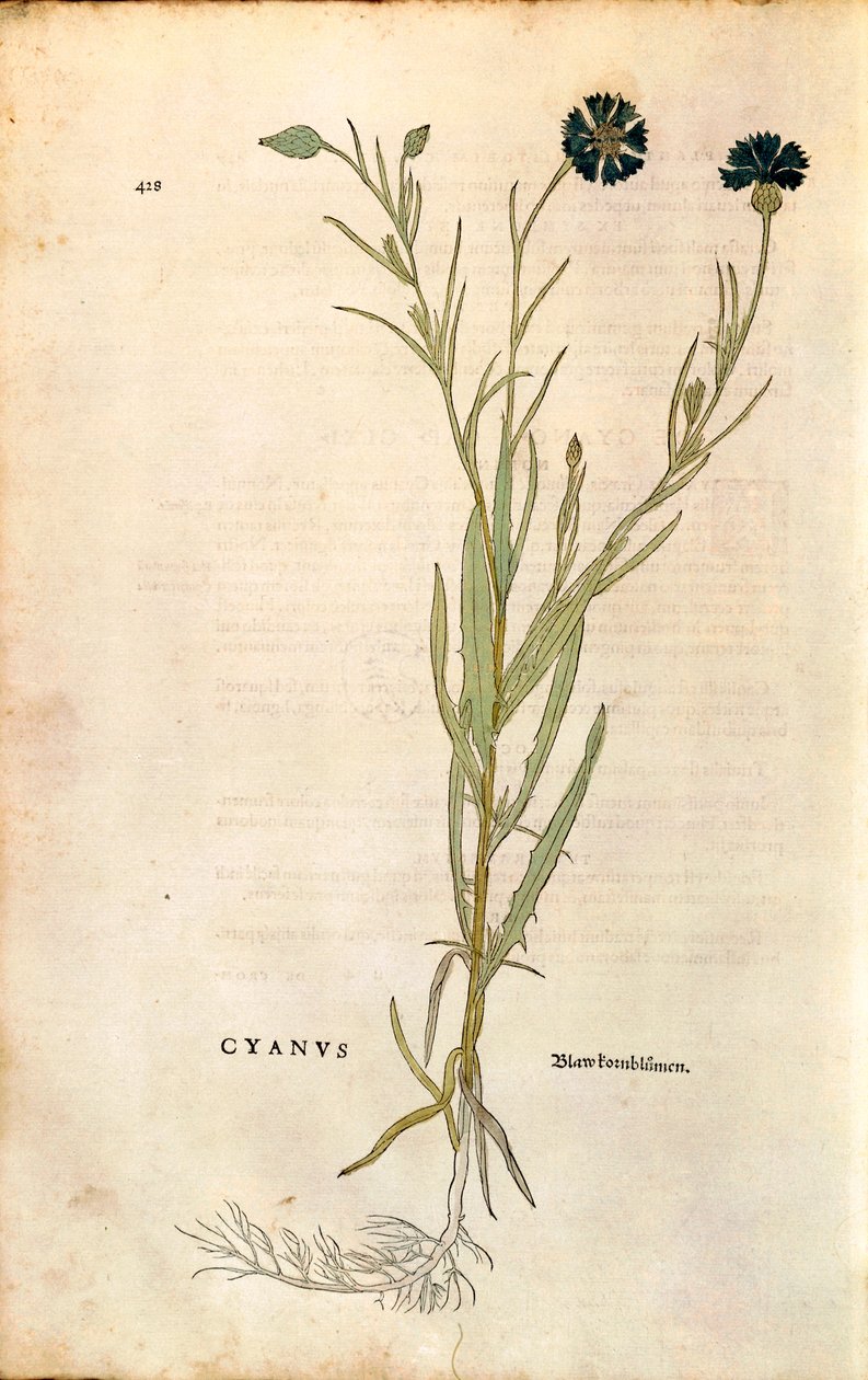 Kornblume (Centaurea cyanus) von Leonhart Fuchs aus De historia stirpium commentarii insignes (Bemerkenswerte Kommentare zur Geschichte der Pflanzen), kolorierte Gravur von Leonhard Fuchs