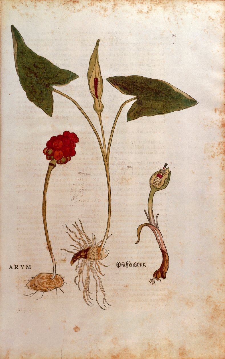 Gefleckter Aronstab - Arum italicum (Arum) von Leonhart Fuchs aus De historia stirpium commentarii insignes (Bemerkenswerte Kommentare zur Geschichte der Pflanzen), kolorierte Gravur von Leonhard Fuchs