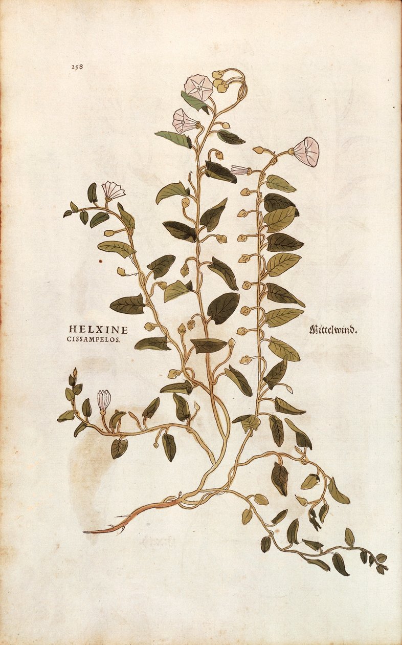 Ackerwinde - Convolvulus arvensis (Helxine cissampelos) von Leonhart Fuchs aus De historia stirpium commentarii insignes (Bemerkenswerte Kommentare zur Geschichte der Pflanzen), kolorierter Stich von Leonhard Fuchs