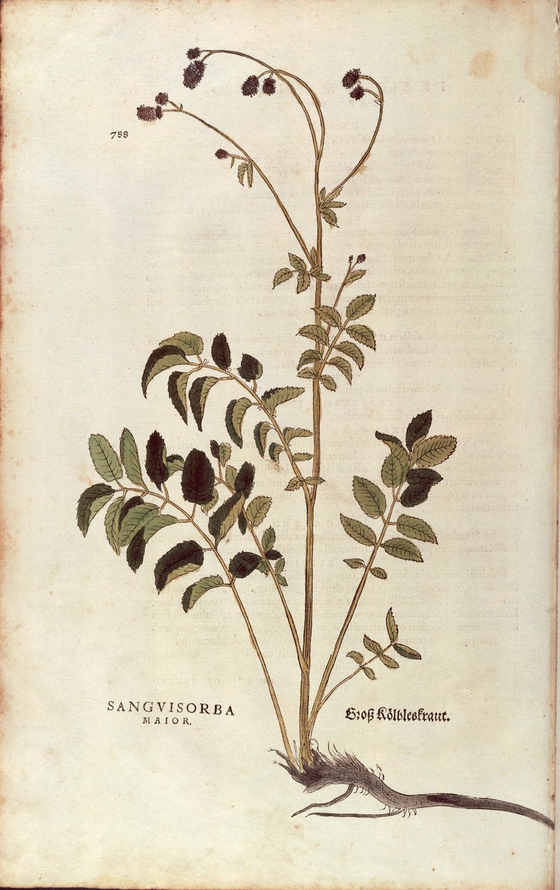 Großer Wiesenknopf - Sanguisorba officinalis (Sanguisorba major) von Leonhart Fuchs aus De historia stirpium commentarii insignes (Bemerkenswerte Kommentare zur Geschichte der Pflanzen), kolorierte Gravur von Leonhard Fuchs