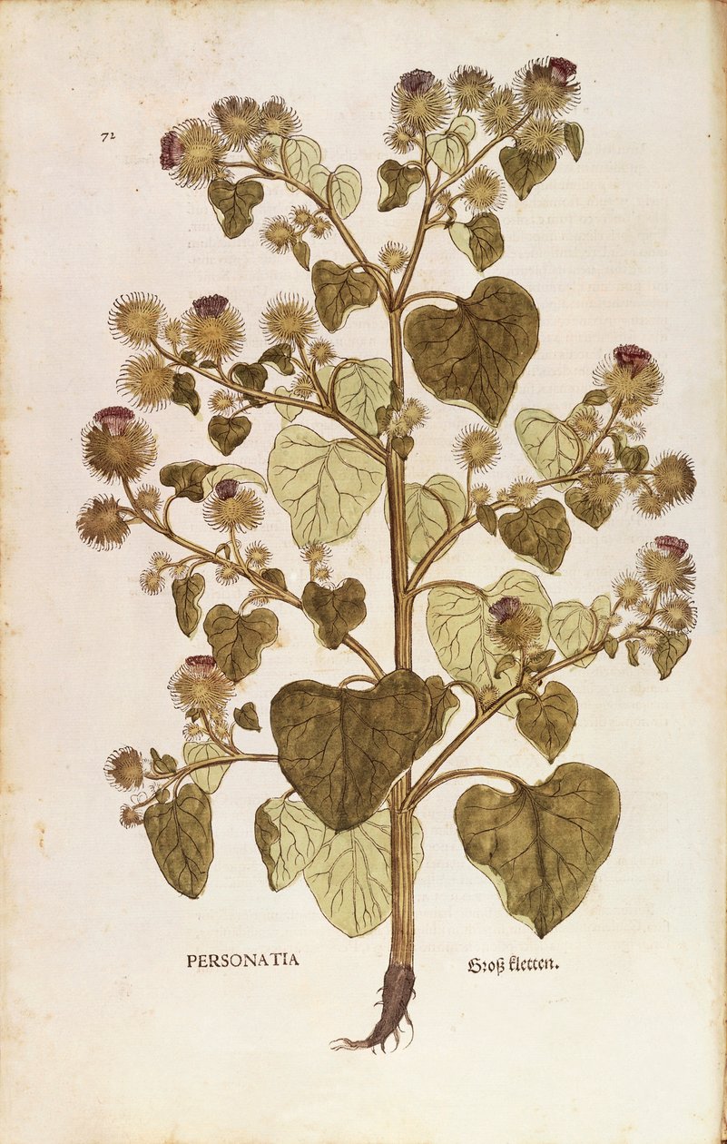 Große Klette - Arctium lappa (Personatia) von Leonhart Fuchs aus De historia stirpium commentarii insignes (Bemerkenswerte Kommentare zur Geschichte der Pflanzen), kolorierte Gravur von Leonhard Fuchs