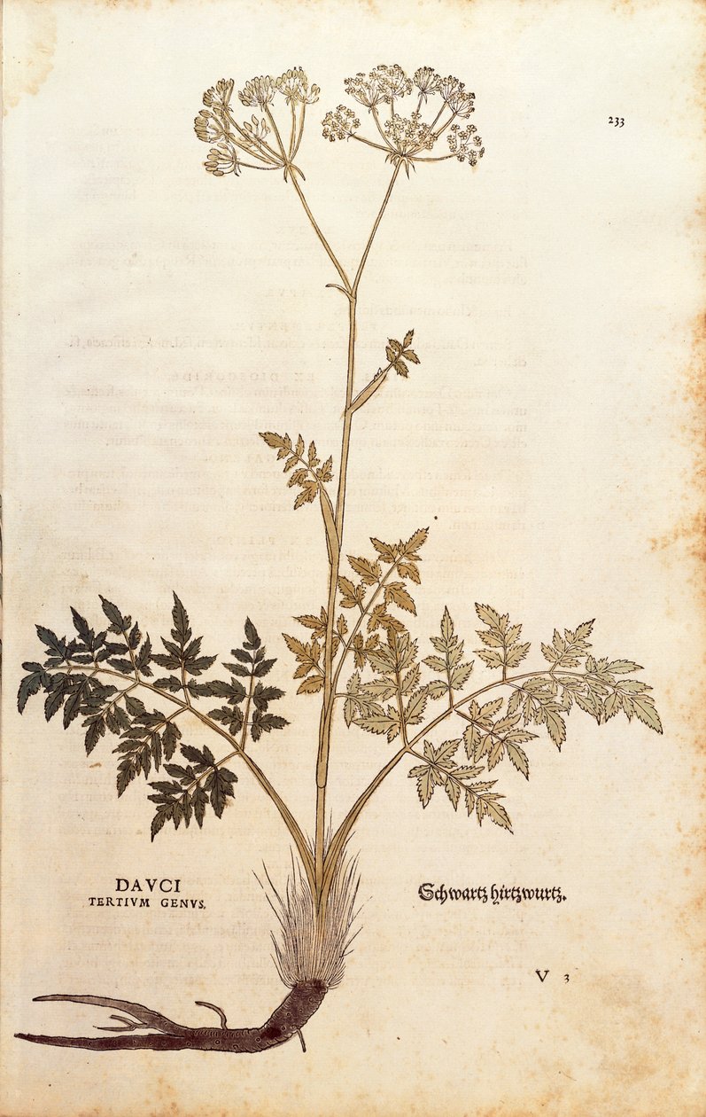 Schweinsfenchel - Peucedanum cervaria (Dauci tertium genus) von Leonhart Fuchs aus De historia stirpium commentarii insignes (Bemerkenswerte Kommentare zur Geschichte der Pflanzen), kolorierte Gravur von Leonhard Fuchs