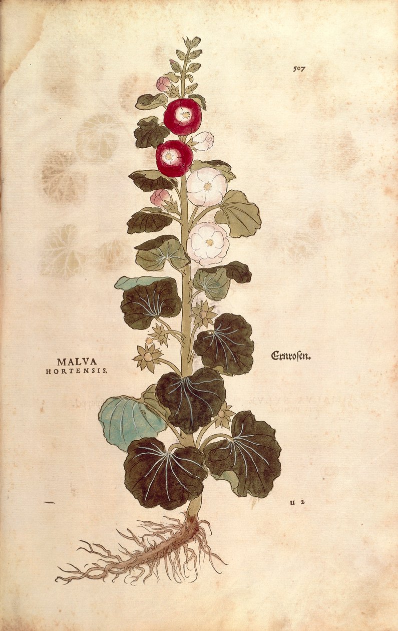 Stockrose von Leonhart Fuchs aus De historia stirpium commentarii insignes, kolorierte Gravur von Leonhard Fuchs