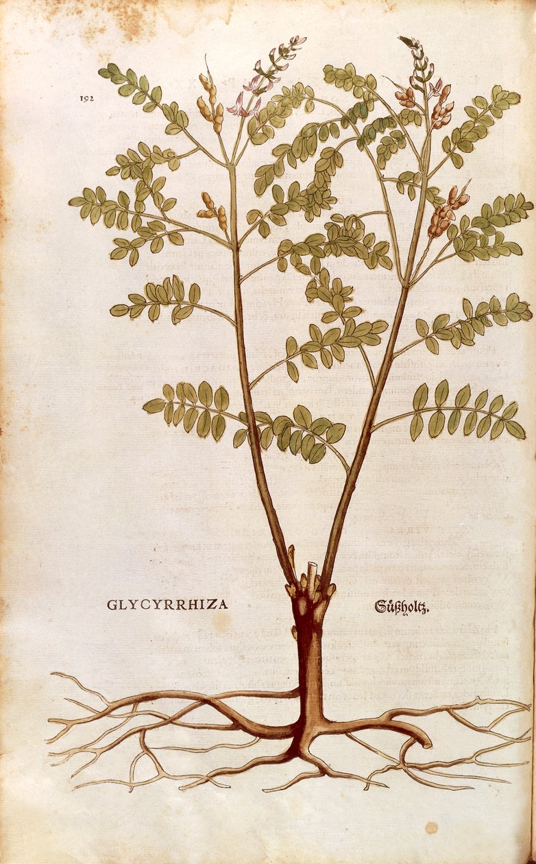 Süßholz (Glycyrrhiza glabra) von Leonhart Fuchs aus De historia stirpium commentarii insignes (Bemerkenswerte Kommentare zur Geschichte der Pflanzen), kolorierte Gravur von Leonhard Fuchs