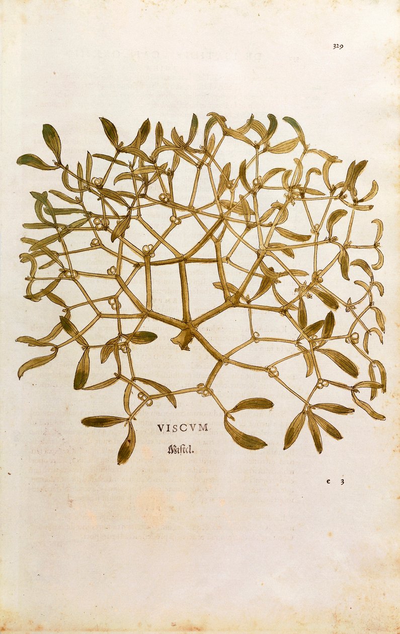 Mistel (Viscum album) von Leonhart Fuchs aus De historia stirpium commentarii insignes (Bemerkenswerte Kommentare zur Geschichte der Pflanzen), kolorierte Gravur von Leonhard Fuchs