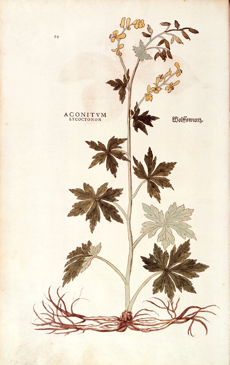 Nordischer Eisenhut von Leonhart Fuchs aus De historia stirpium commentarii insignes, kolorierte Gravur von Leonhard Fuchs