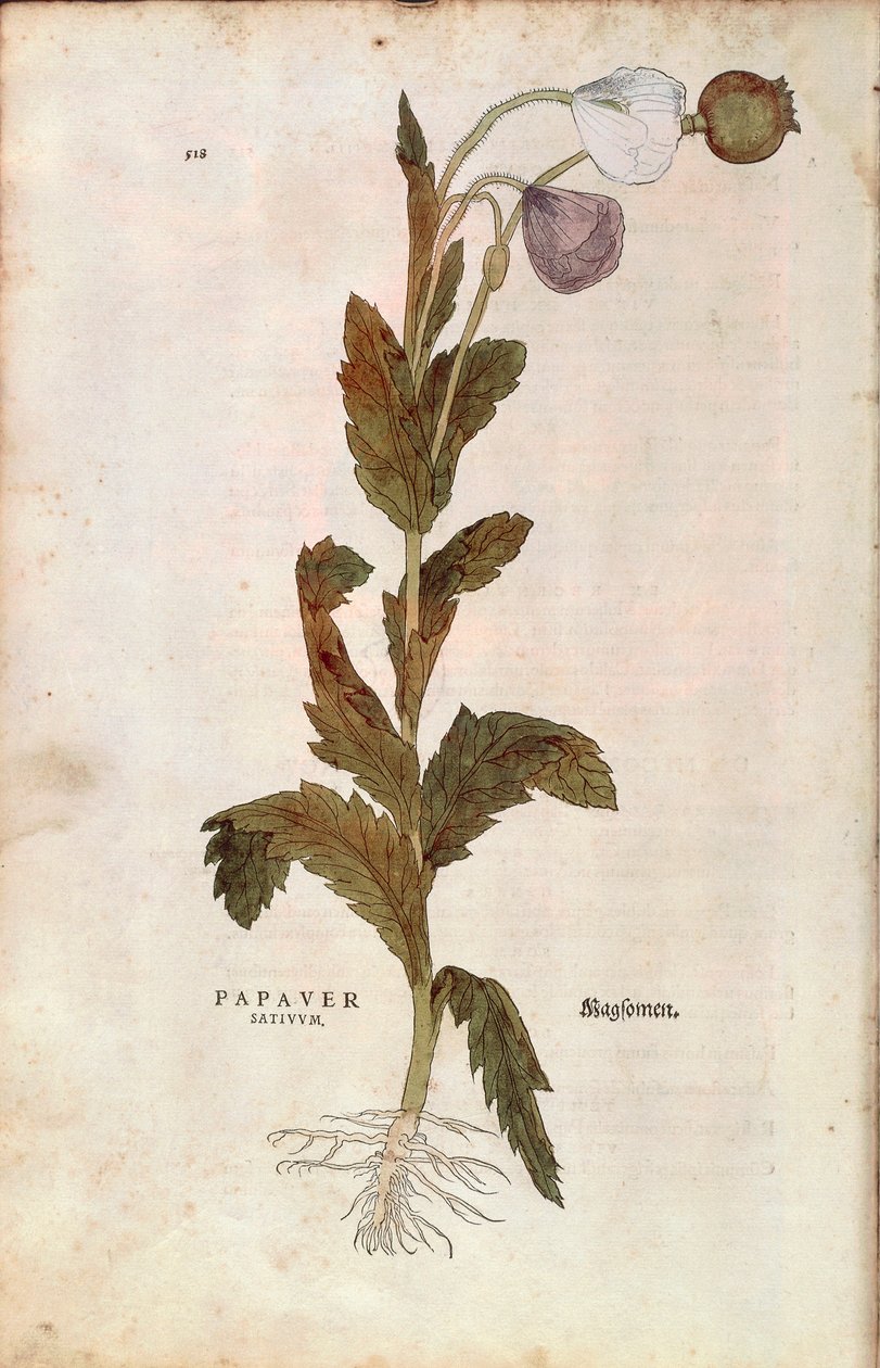 Schlafmohn von Leonhart Fuchs aus De historia stirpium commentarii insignes, kolorierte Gravur von Leonhard Fuchs