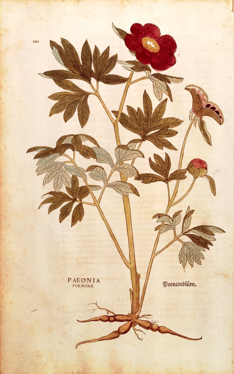 Pfingstrose - Paeonia officinalis (Paeonia foemina) von Leonhart Fuchs aus De historia stirpium commentarii insignes (Bemerkenswerte Kommentare zur Geschichte der Pflanzen), kolorierte Gravur von Leonhard Fuchs