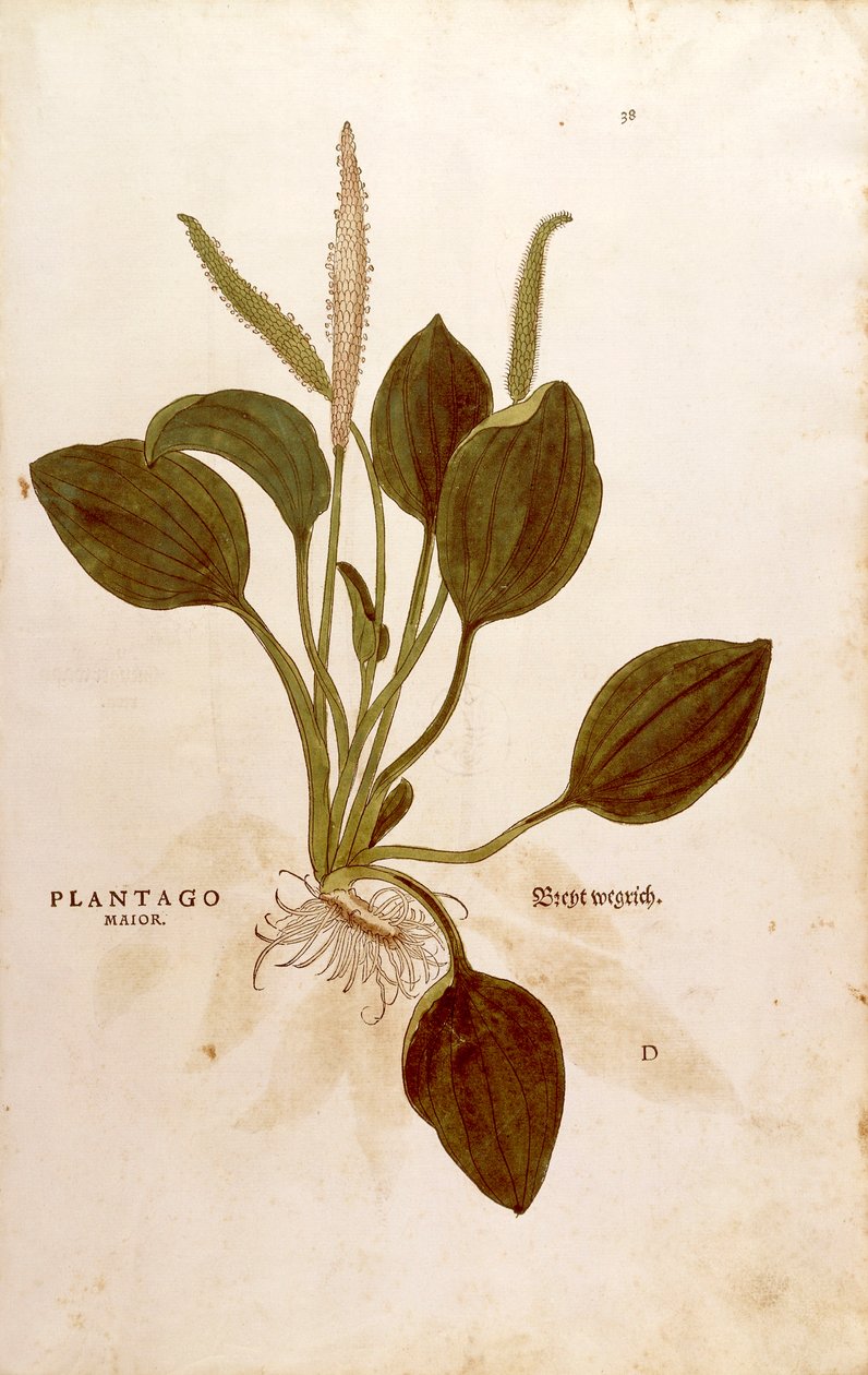 Spitzwegerich (Plantago major) aus De historia stirpium commentarii insignes (Bemerkenswerte Kommentare zur Geschichte der Pflanzen), kolorierter Stich von Leonhard Fuchs