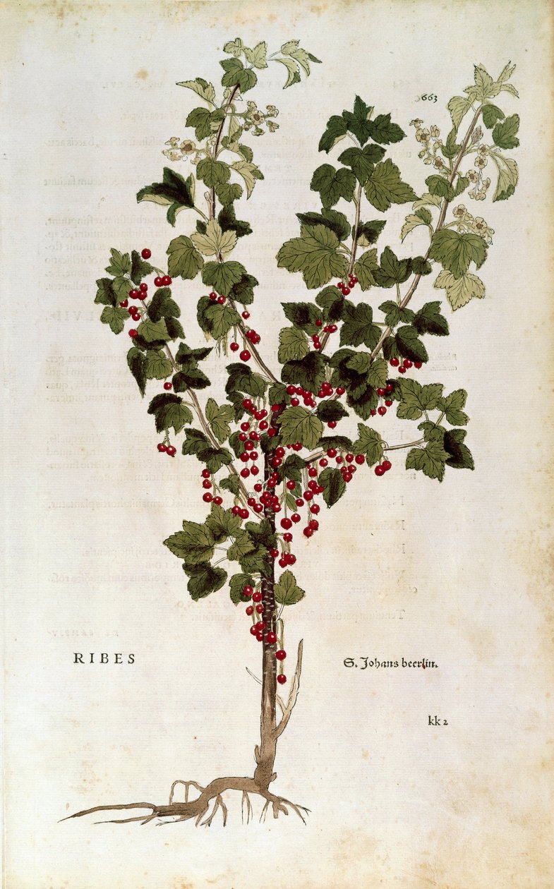 Rote Johannisbeere (Ribes rubrum) von Leonhart Fuchs aus De historia stirpium commentarii insignes von Leonhard Fuchs