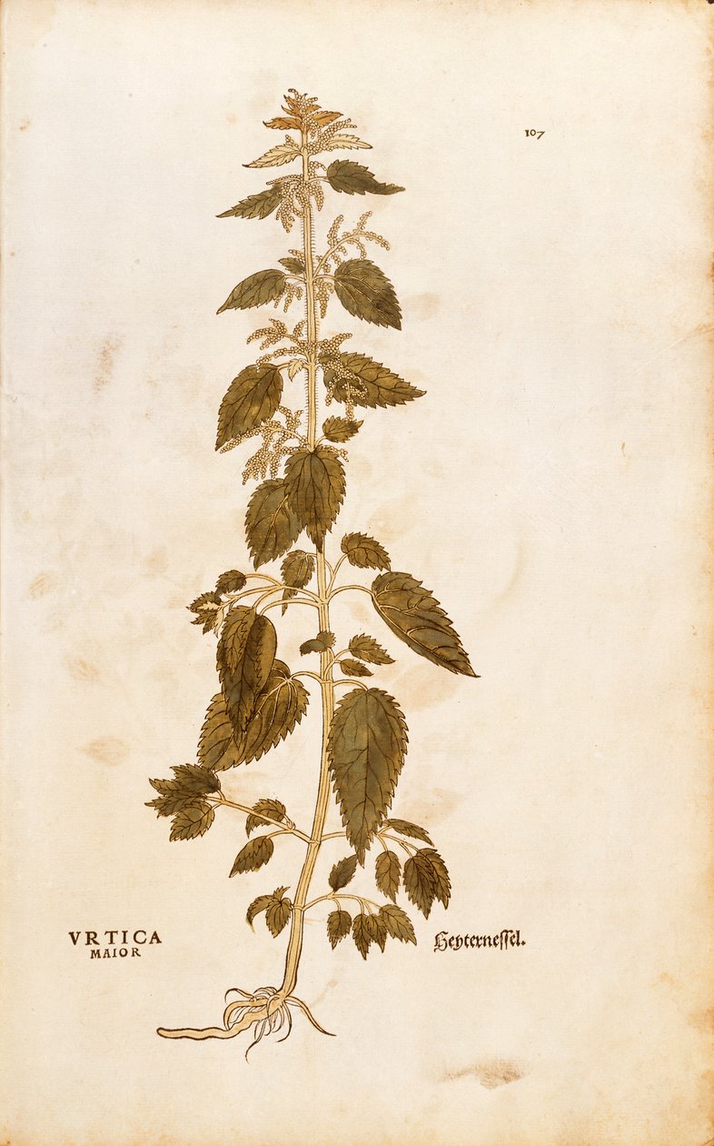 Große Brennnessel - Urtica dioica von Leonhart Fuchs aus De historia stirpium commentarii insignes, kolorierte Gravur von Leonhard Fuchs