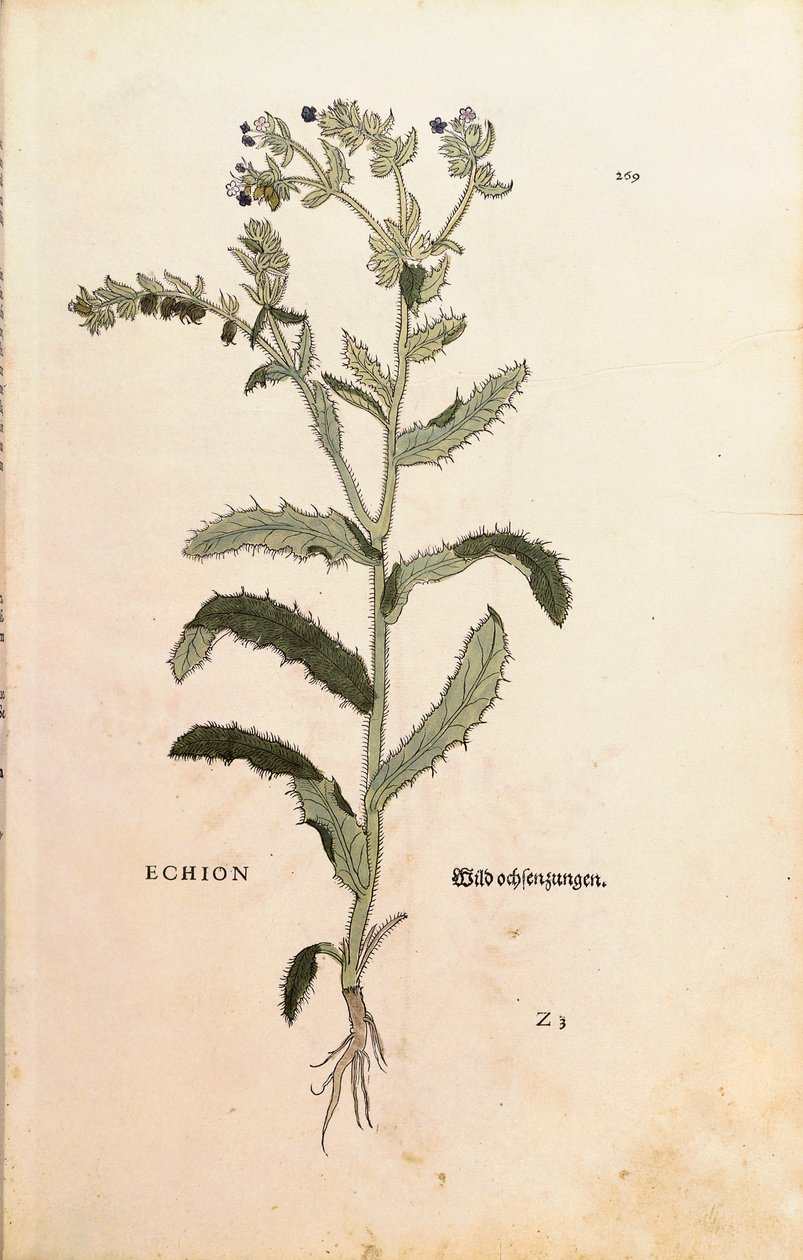 Natternkopf oder Blauer Heinrich - Echium vulgare (Echion) von Leonhart Fuchs aus De historia stirpium commentarii insignes (Bemerkenswerte Kommentare zur Geschichte der Pflanzen), kolorierter Stich von Leonhard Fuchs