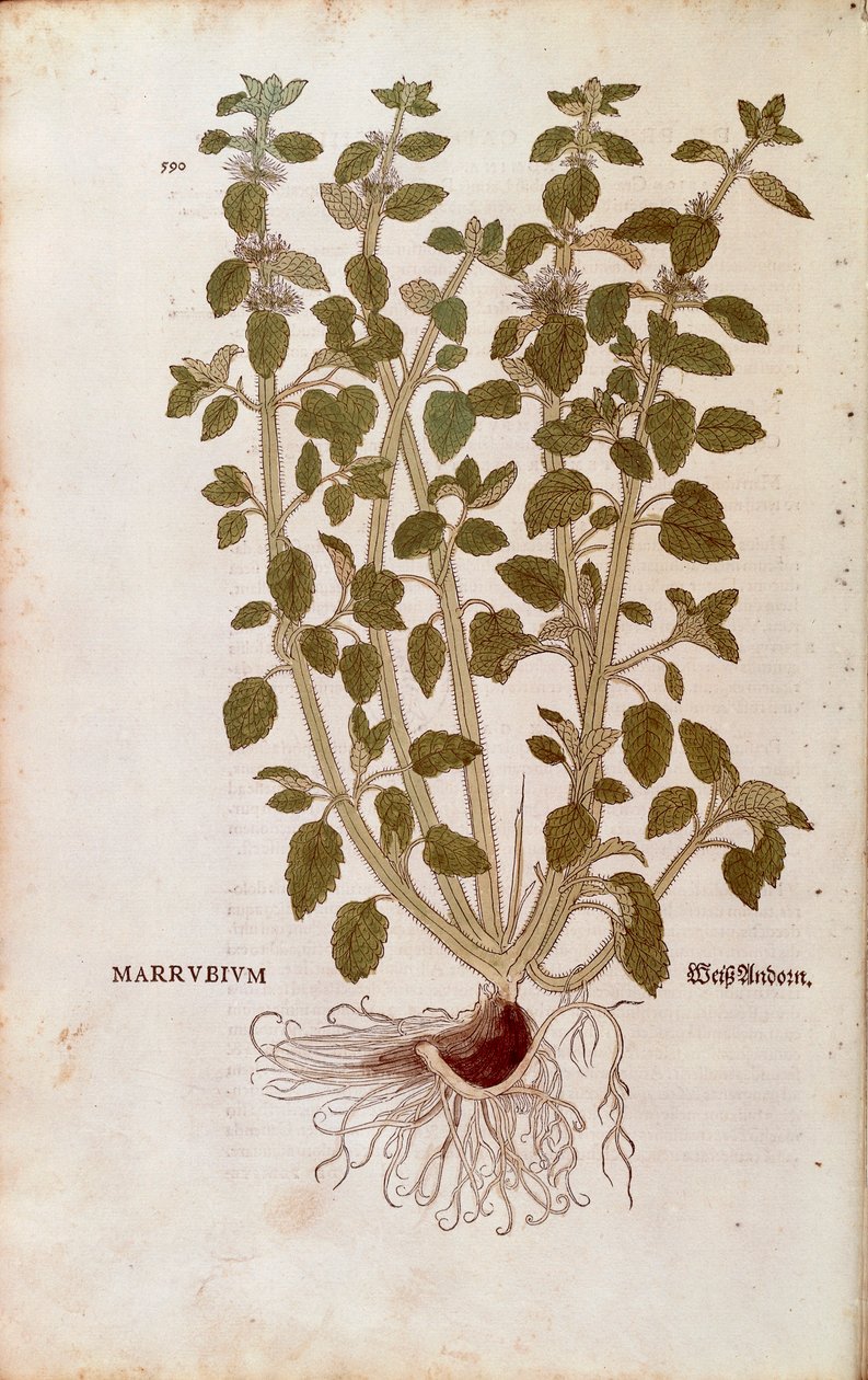 Weißer Andorn (Marrubium vulgare) von Leonhart Fuchs aus De historia stirpium commentarii insignes (Bemerkenswerte Kommentare zur Geschichte der Pflanzen), kolorierter Stich von Leonhard Fuchs