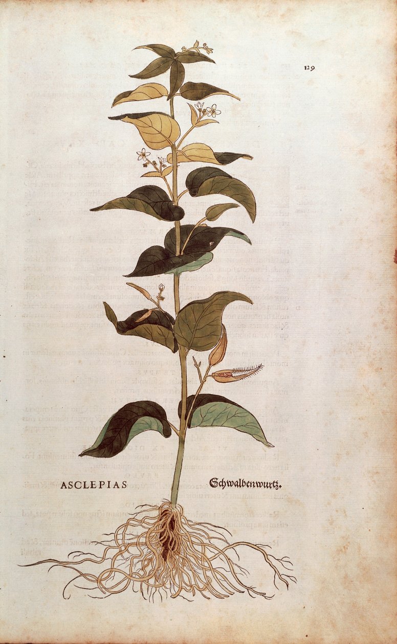 Weiße Schwalbenwurz - Cynanchum vincetoxicum (Asclepias) von Leonhart Fuchs aus De historia stirpium commentarii insignes (Bemerkenswerte Kommentare zur Geschichte der Pflanzen), kolorierte Gravur von Leonhard Fuchs