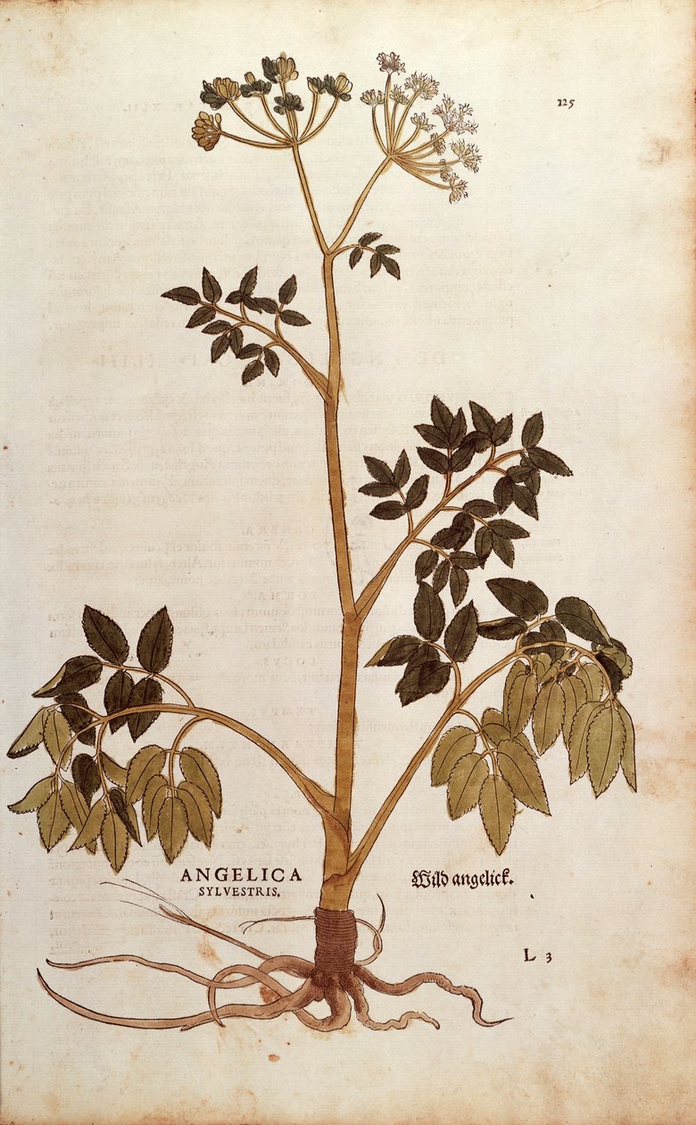 Wilde Engelwurz (Angelica sylvestris) von Leonhart Fuchs aus De historia stirpium commentarii insignes (Bemerkenswerte Kommentare zur Geschichte der Pflanzen), kolorierte Gravur von Leonhard Fuchs