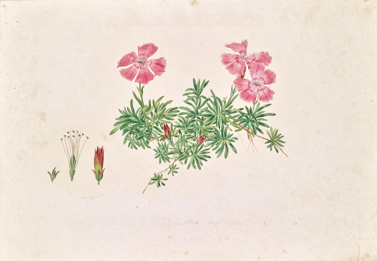Alpen-Nelke (Dianthus alpinus) von Leopold von Stoll
