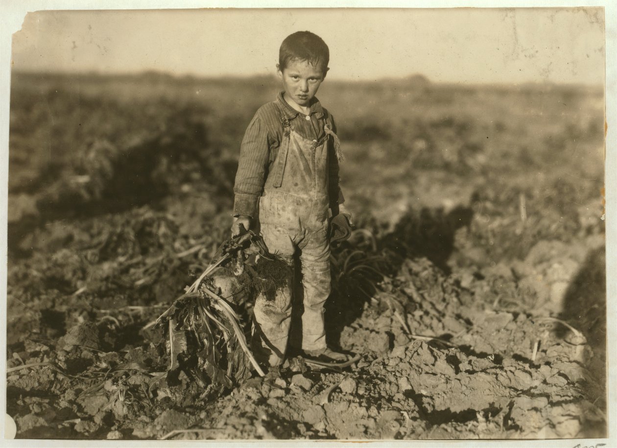 Die 6-jährige Jo zieht Zuckerrüben auf einer Farm bei Sterling, Colorado, 1915 von Lewis Wickes Hine