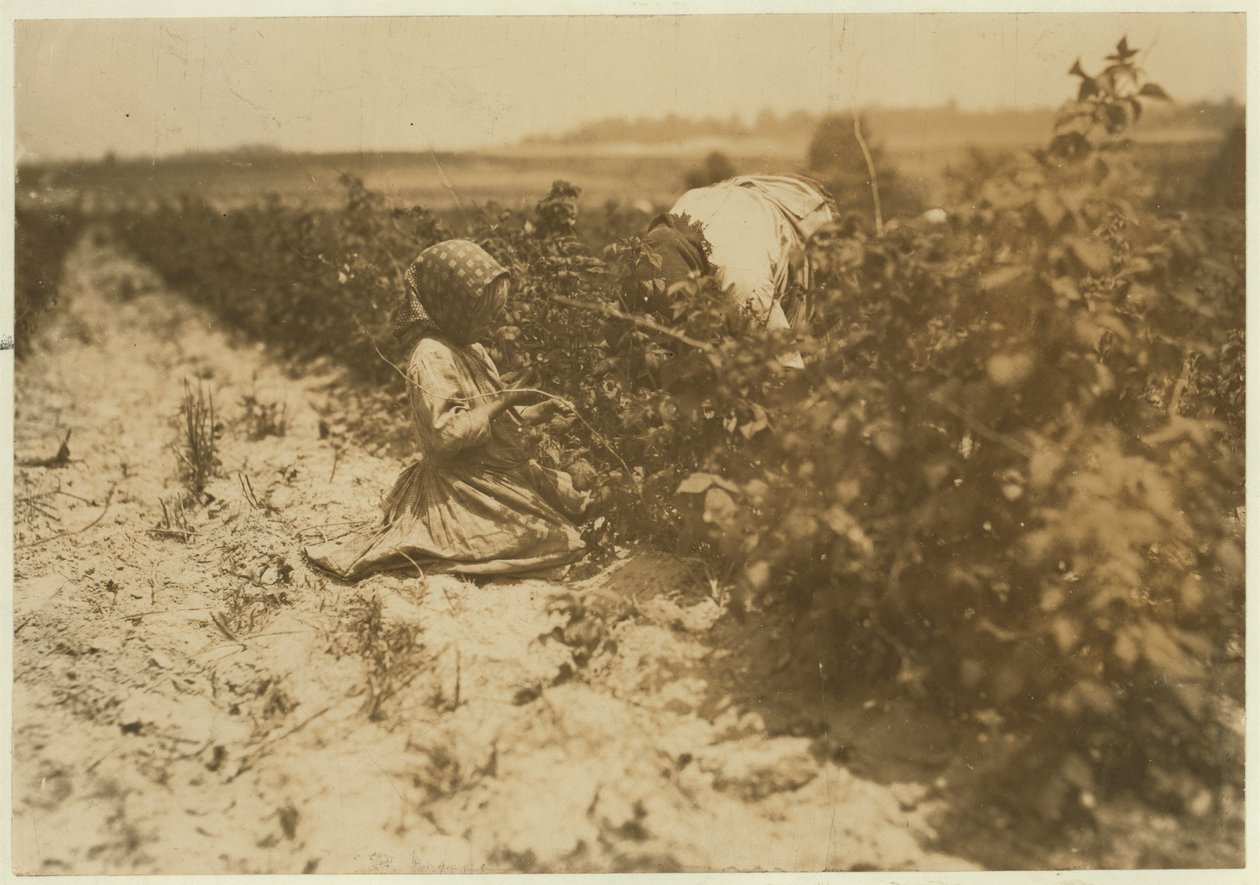 Ein sechsjähriges polnisches Mädchen, das den ganzen Tag mit ihrer Familie Beeren pflückt (Scholtz) in Rock Creek bei Baltimore, Maryland, 1909 von Lewis Wickes Hine